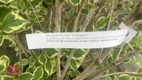 WEIGELA FLORIDA NANA VARIEGATA - 10