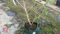 VIBUMUM PLICATUM MARIESII - 4