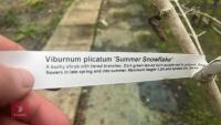 VIBUMUM PLICATUM MARIESII - 8