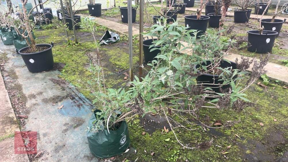 BUDDLEIA TREE