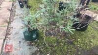 BUDDLEIA TREE - 2