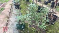 BUDDLEIA TREE - 3