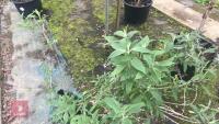 BUDDLEIA TREE - 4