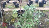 BUDDLEIA TREE - 6