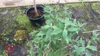 BUDDLEIA TREE - 7