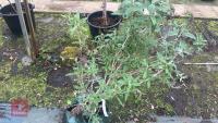 BUDDLEIA TREE - 8