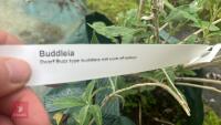 BUDDLEIA TREE - 10