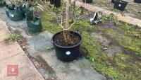 HAMAMELIS DIANA TREE - 3
