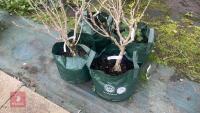 4 SHRUBS - 3