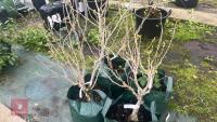 4 SHRUBS - 4