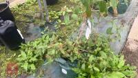 VIBURNUM TINUS 'PURPUREUM' - 5