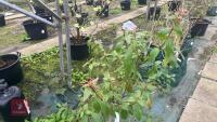 VIBURNUM TINUS 'PURPUREUM' - 6