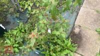 VIBURNUM TINUS 'PURPUREUM' - 7