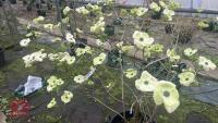 CORNUS PORTTIEMOUTH - 5