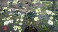 CORNUS PORTTIEMOUTH - 6