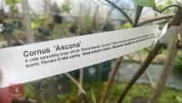 CORNUS PORTTIEMOUTH - 8