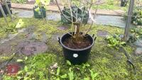 CORNUS PORTTIEMOUTH - 9