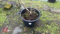 CORYLUS - 4