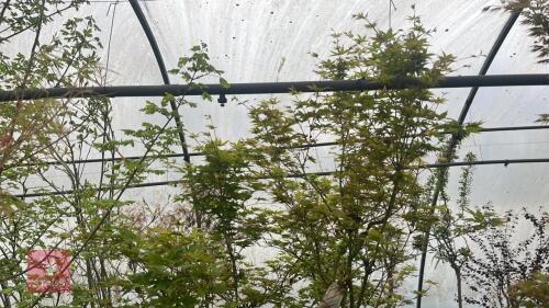 ACER 'SAGARA NISHIKI'