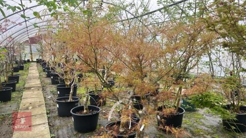 ACER 'VILLA TARANTO'