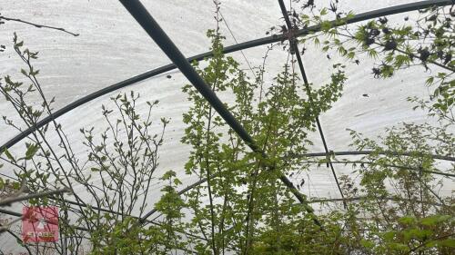 ACER CAMPESTRE TREE