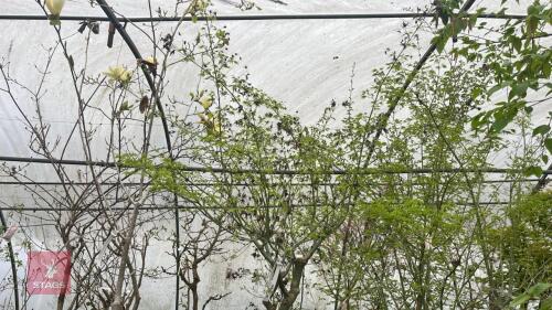 ACER PALMATUM AOYAGEI