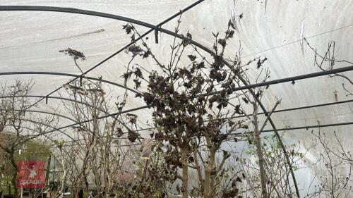 ACER SHIRASAWANUM 'AUREUM'