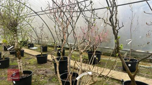 SYRINGA WONDER BLUE