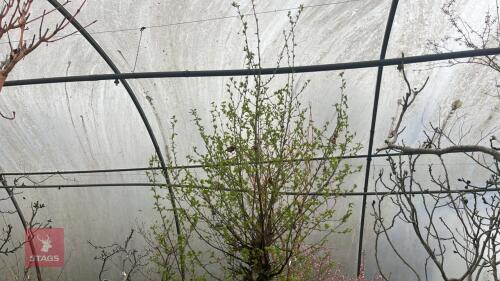 BETULA NIGRA 'HERITAGE'