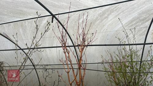 ACER PENSYLVANIUCUM 'ETHROCLADUM'