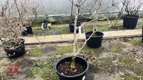 JUGLANS 'BROAD VIEW' WALNUT TREE