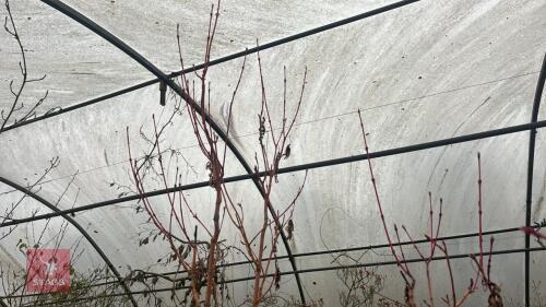 ACER PENSYIVAICUM 'ETHROCIADUM'
