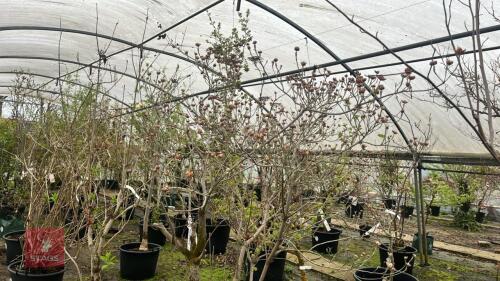 CORNUS SWEET WATER