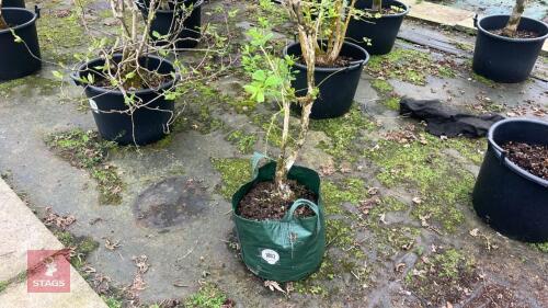 EUONYMUS PHELLOMANUS SHRUB SPINDLE BERNY