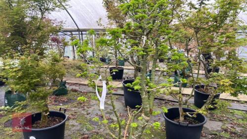 ACER PALMATUM 'MEJISHI'