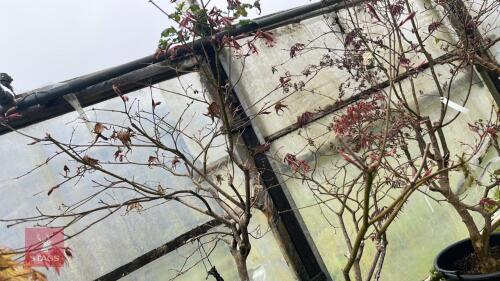 ACER PALMATUM HIGHLANDS SUNSET