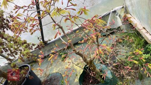 ACER 'SHIRASAWANUM 'AUTUMN MOON'