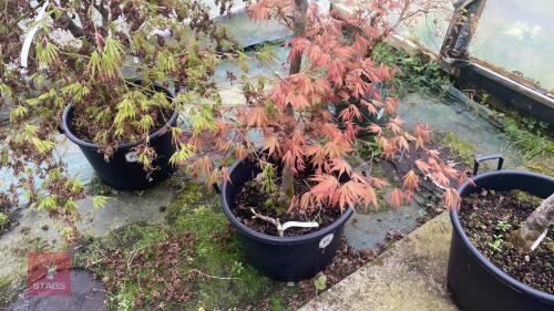 ACER PALMATUM 'ARIADNE'