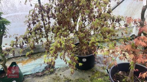 ACER PALAMTUM 'OMURAYAMA'