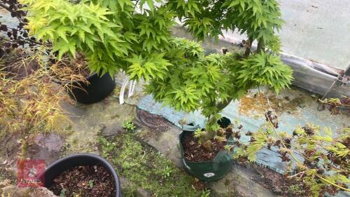 ACER PALMATUM 'SHISHIGASHIRA'