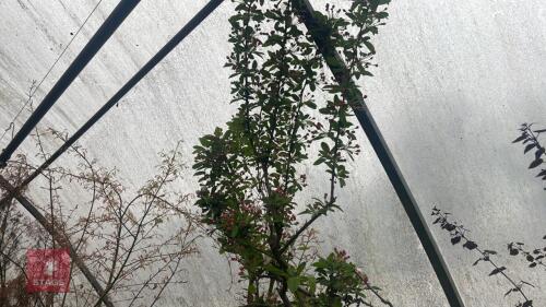 MALUS ADMIRATION