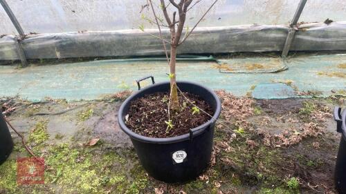 CHIMONANTHUS PRAECOX 'TRENYTHAN'