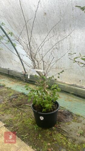 CORYLUS AVELLANA AUREA