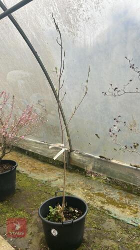 MAGNOLIA CAMPBELLII 'ALBA'