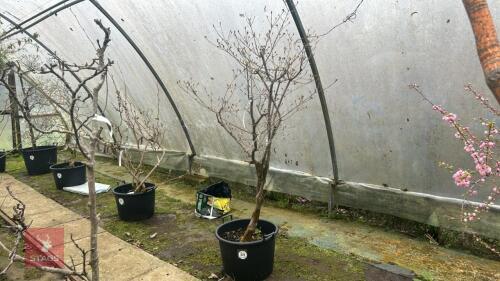 CORNUS KOUSA CHINENSIS CHINA GIRL
