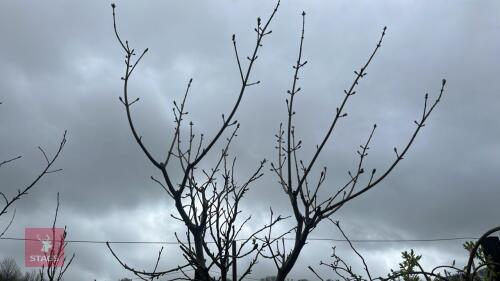 1 ACER PLATANOIDES PRINCETON GOLD TREE