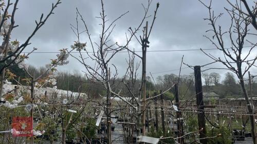 1 QUERCUS RUBRA AUREA TREE