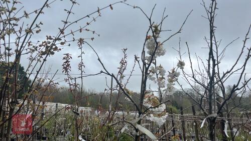 1 APPLE 'UNKNOWN' TREE