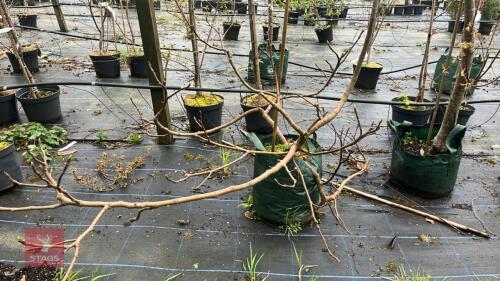 1 FICUS KADOTA (FIG)