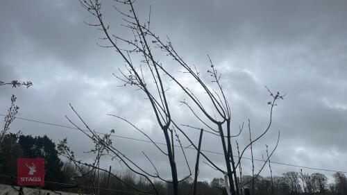 2 ACER RUBRUM 'SCANLON' TREES